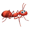 red_fire_ant